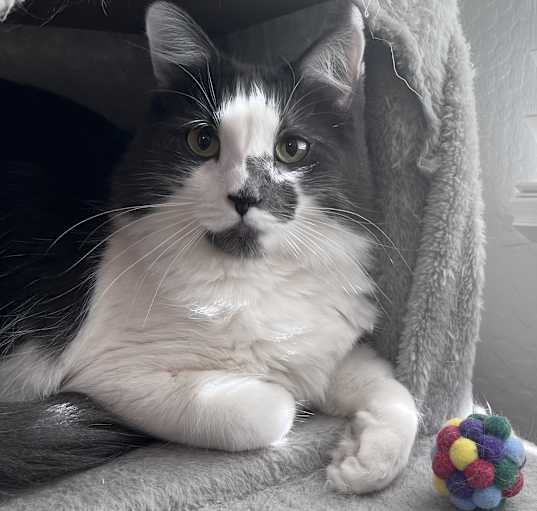 Photo of Patches