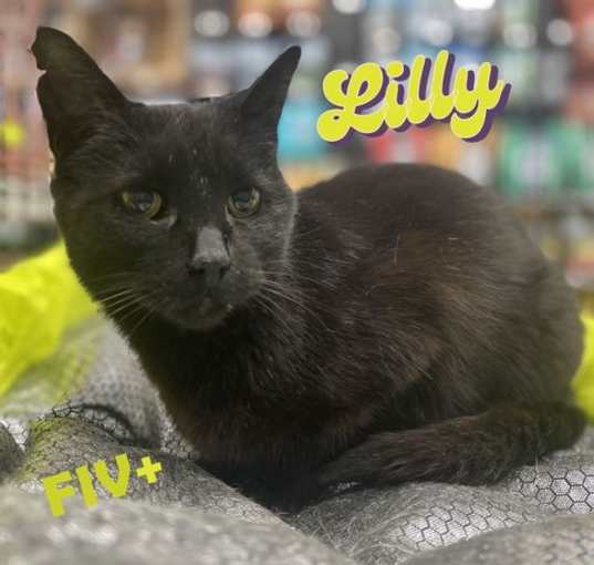Photo of Lilly #mini-panther
