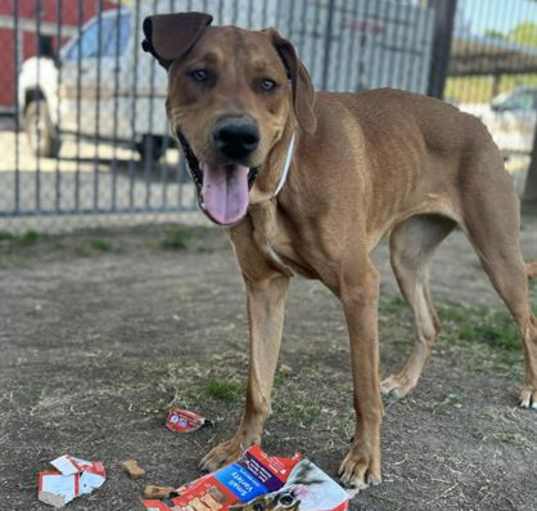 Photo of Dog