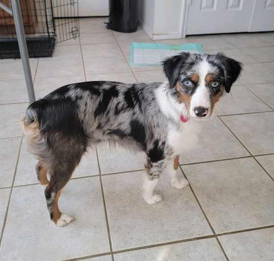 Photo of Pinky - mini aussie