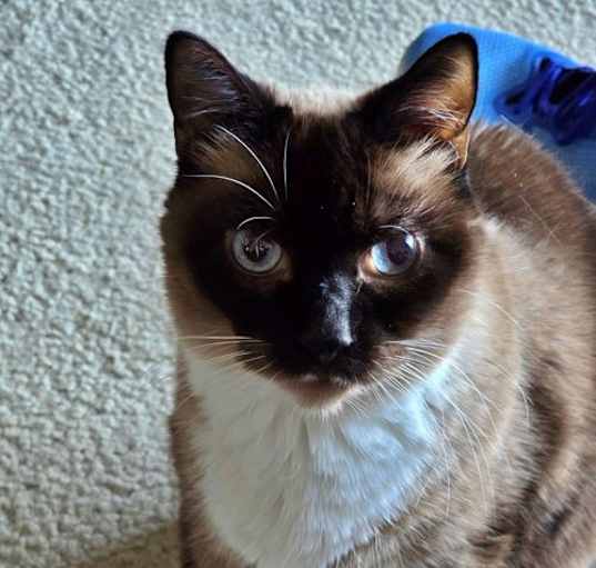 Photo of ROCKY - Offered by Owner - Special Needs Siamese