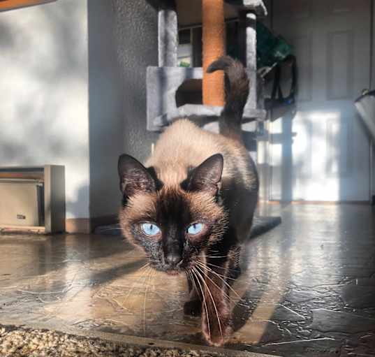 Photo of Kiwi