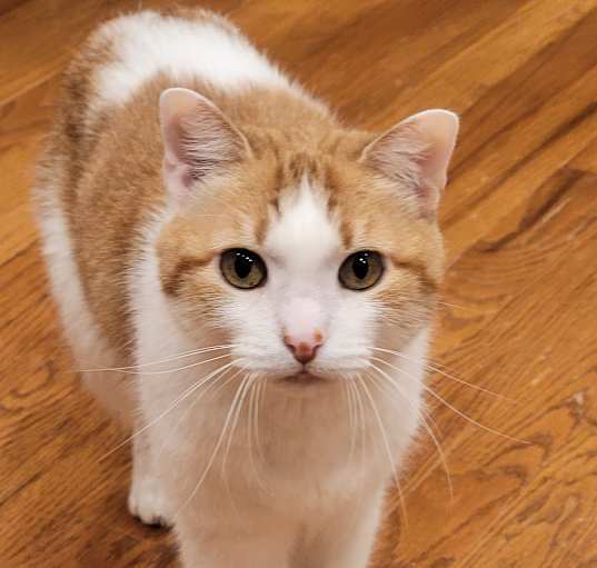 Photo of Casper