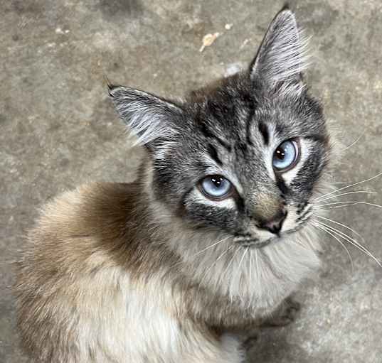 Photo of Mufasa