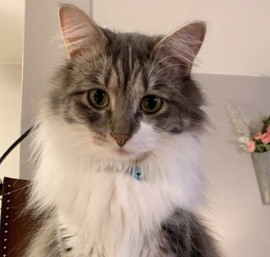 Photo of Sully
