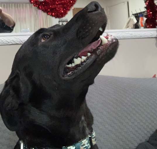Photo of Maximus