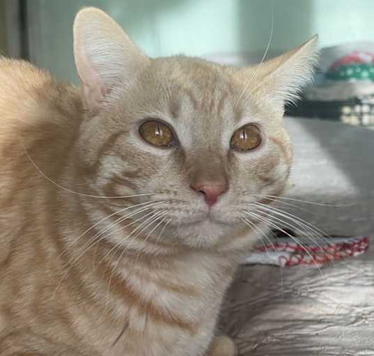 Photo of Le'Orange