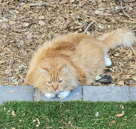 Photo of Cheddar