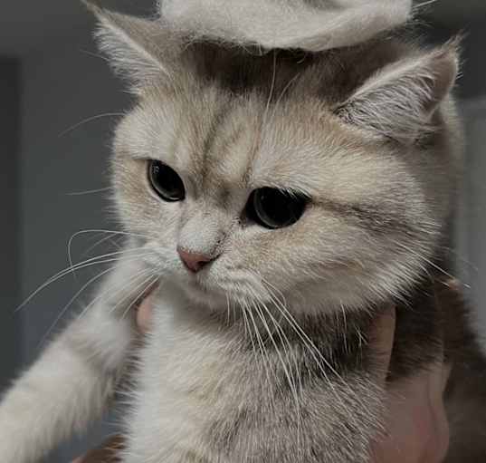 Photo of Chloe