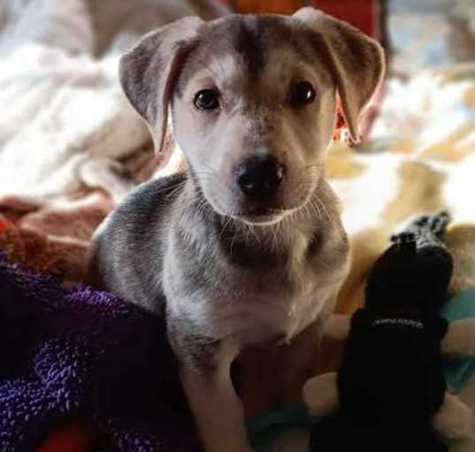 Photo of Sir Lancelot