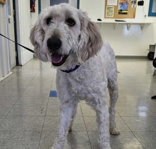 Photo of Tootsie