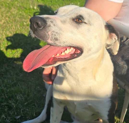 Photo of Marley - Majestic Beauty!
