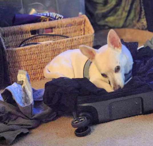 Photo of URGENT Coda is very snuggly