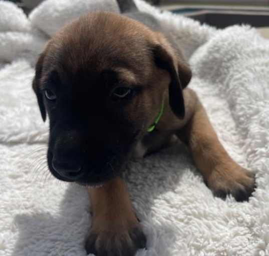 Photo of Light green collar