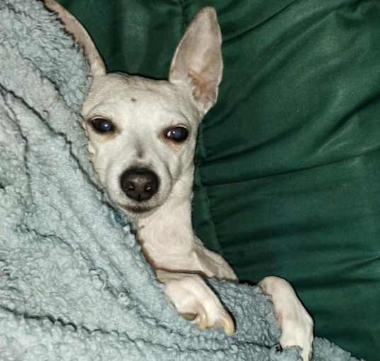 Photo of BB