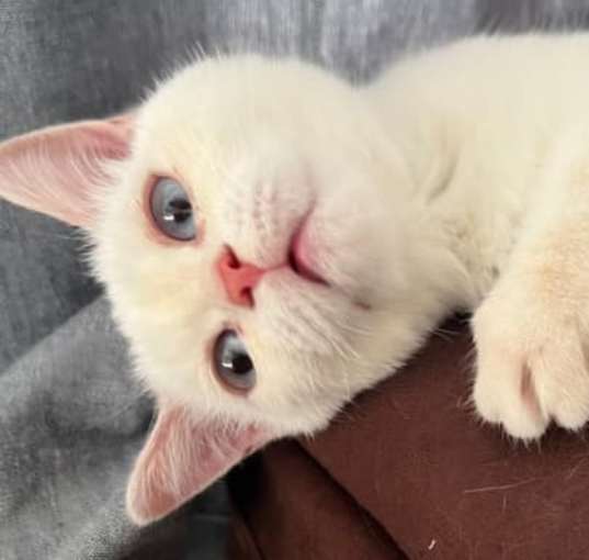 Photo of Roux