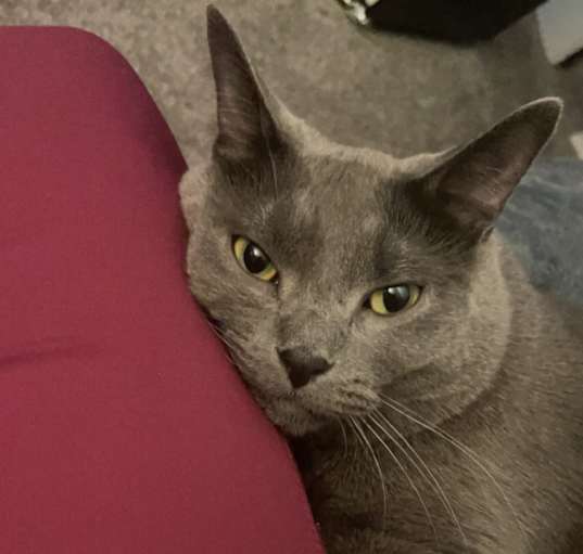 Photo of Ash