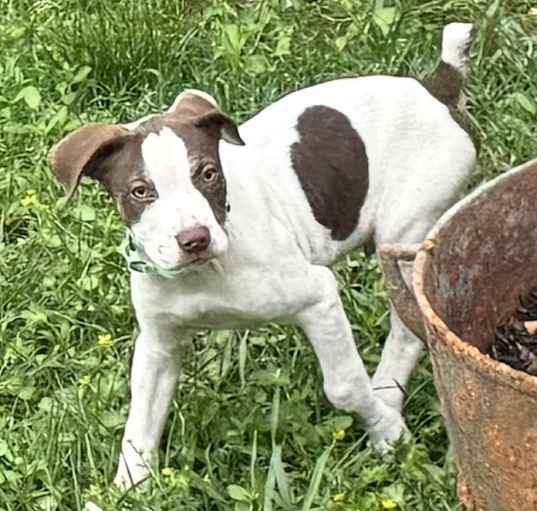 Photo of Popeye