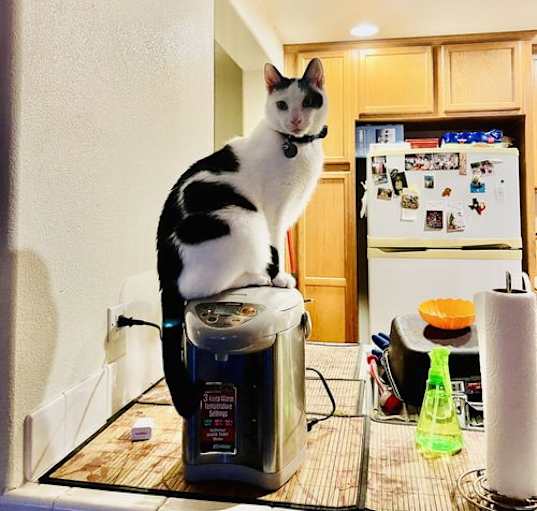 Photo of Sunny