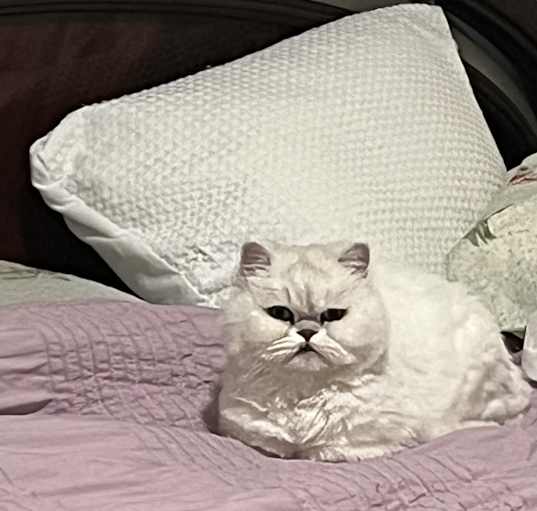 Photo of Pepe and Gurru