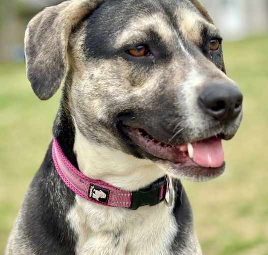 Photo of WHISPER