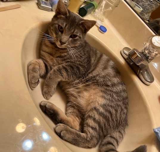 Photo of Maverick