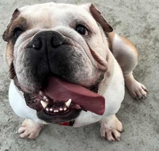 Photo of Bambino