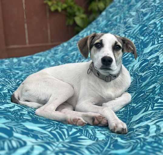 Photo of Bella