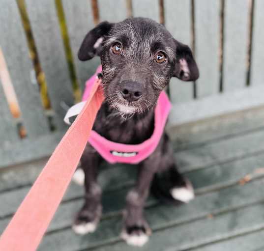 Photo of Clover
