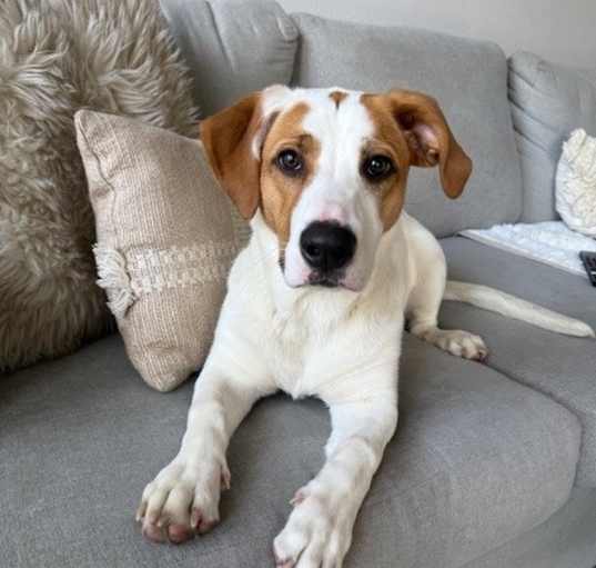 Photo of Beyonce pup: Levi