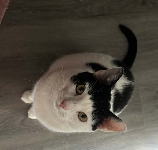 Photo of Mister