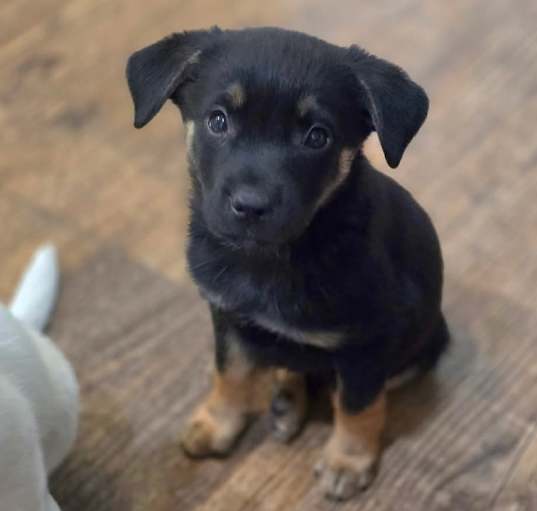 Photo of Checkers