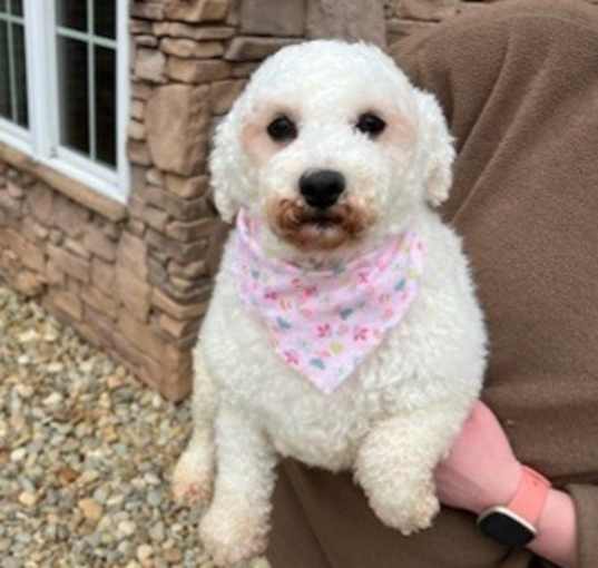 Photo of Tillie Bichon