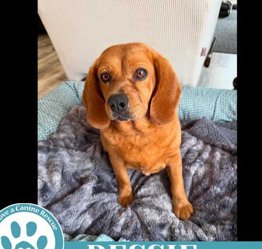Photo of Bessie 040525