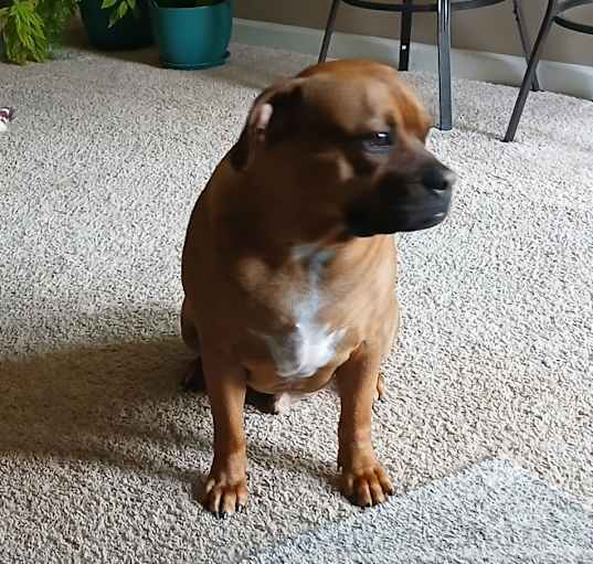Photo of Winston