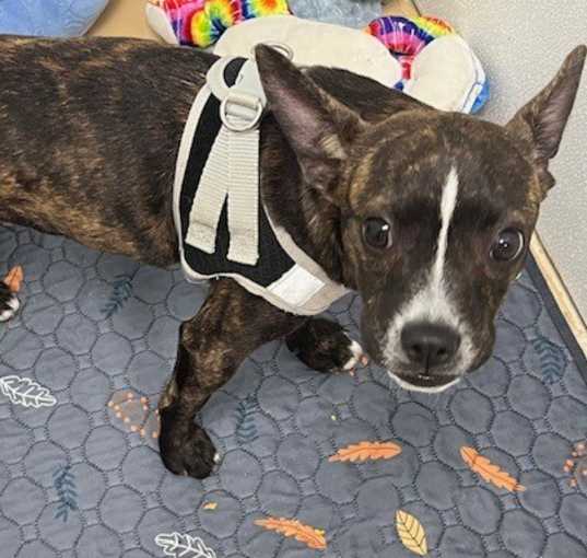 Photo of Jax