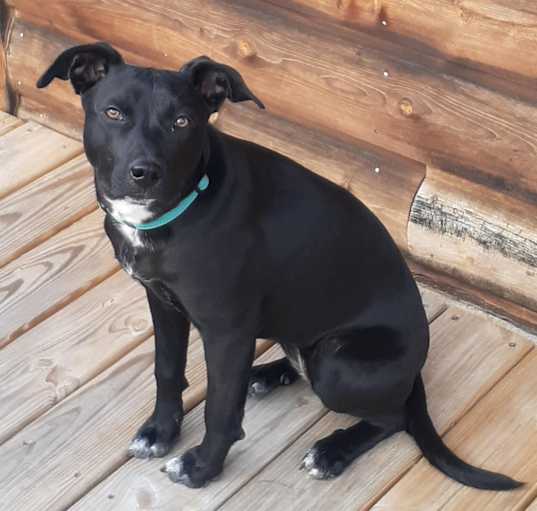 Photo of Roo