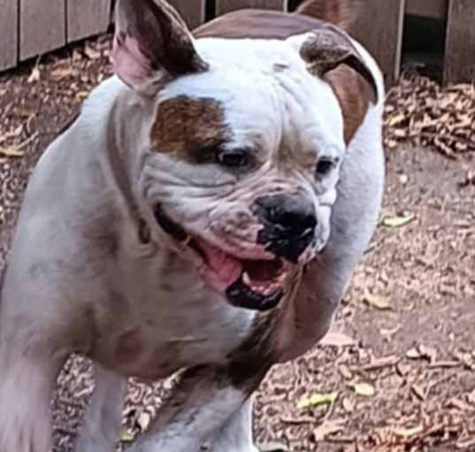 Photo of Brutus