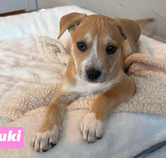 Photo of Suki
