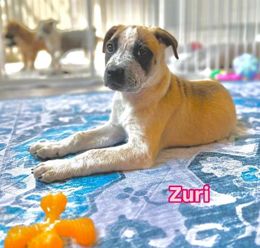 Photo of Zuri