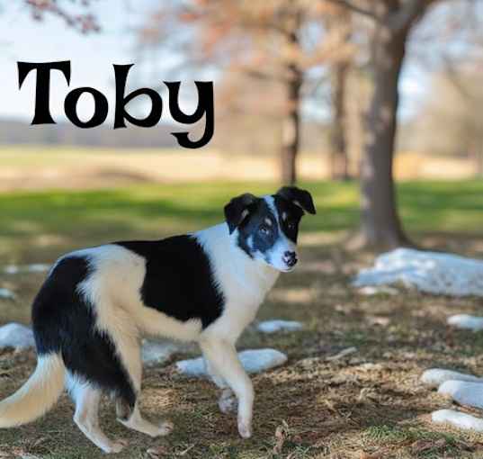 Photo of Toby