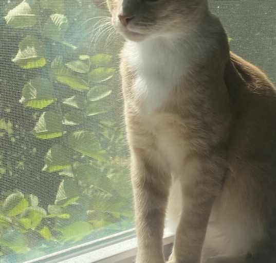 Photo of Francis