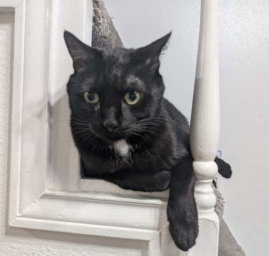 Photo of Gordo