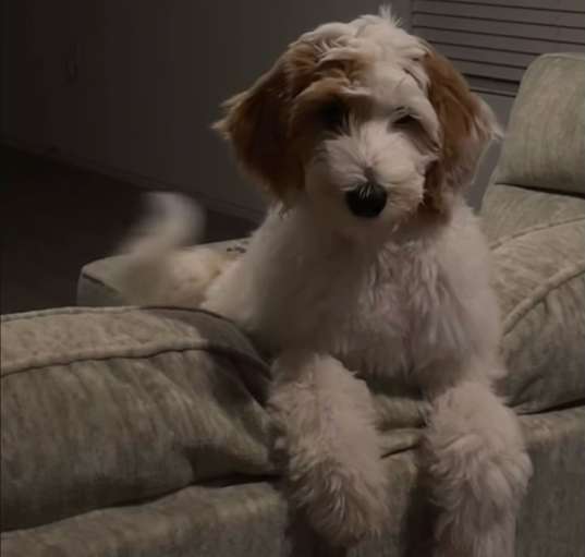 Photo of Zoe