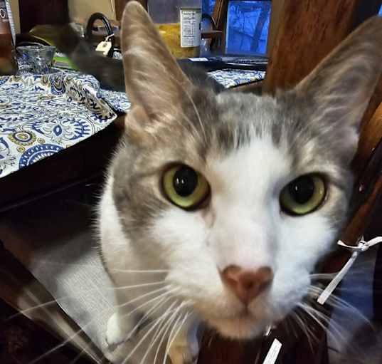Photo of Emmitt