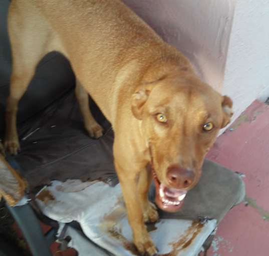 Photo of Bentley