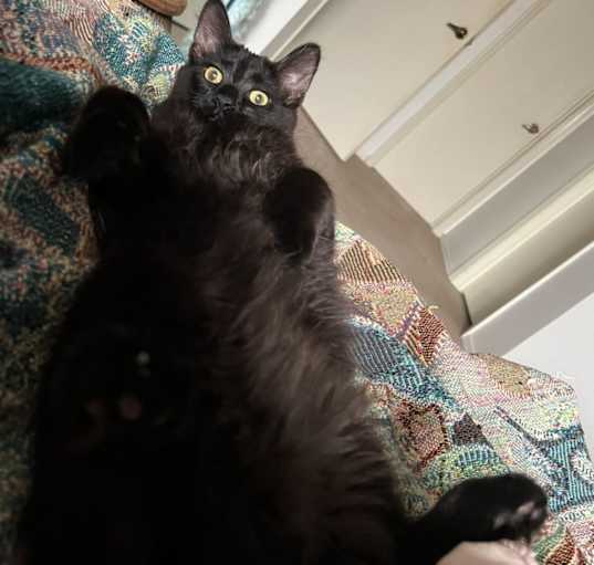 Photo of Calcifer