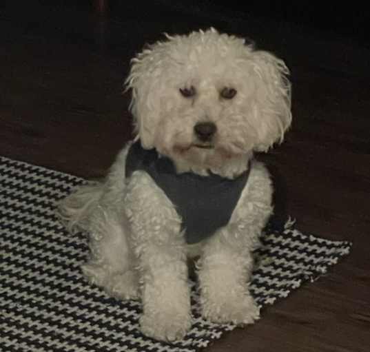 Photo of Buster