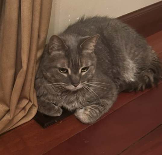 Photo of Ace