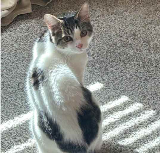 Photo of Milo